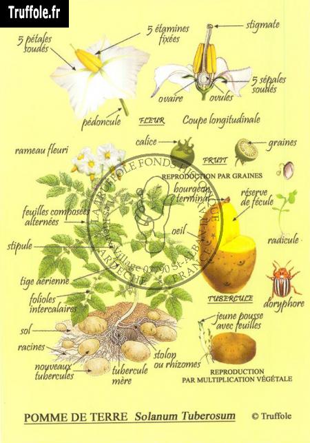 Planche morpho-biologique de la pomme de terre Solanum Tuberosum