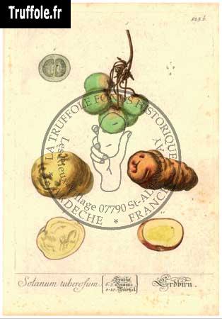 Solanum tuberosum : planche botanique colorisée