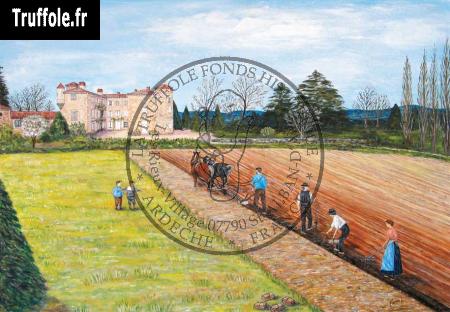 La plantation traditionnelle des truffoles à Saint-Alban d'Ay, près du château des Rieux
