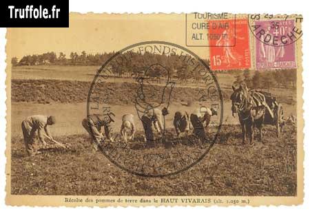 La récolte des truffoles en Ardèche en 1935