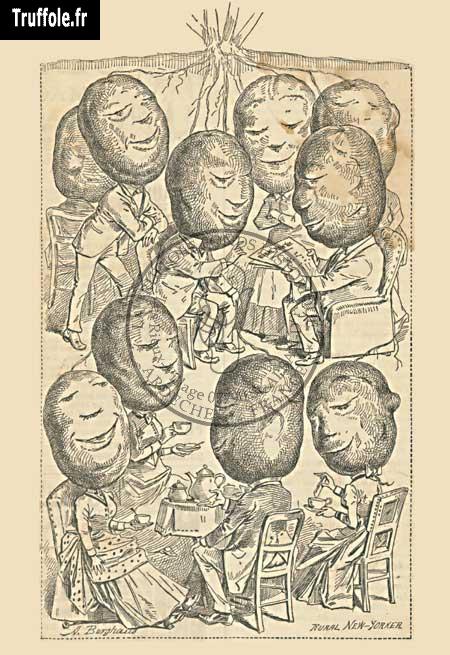 La famille pomme de terre