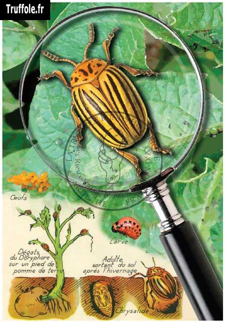 Le doryphore de la pomme de terre
