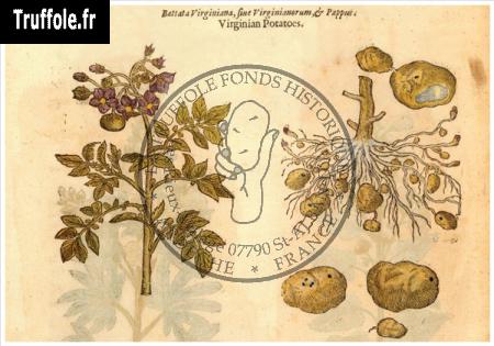 La pomme de terre : Papas Peruanorum