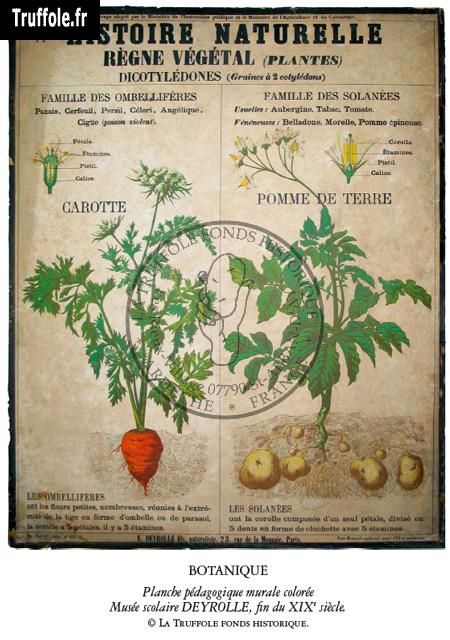 Pomme de terre, famille des solanées