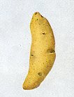 Ratte ardéchoise