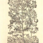 01-solanum-tuberosum-esculentum