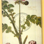 02-rameau-fleuri-pomme-de-terre
