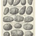 103-pomme-de-terre-larousse-1922-2