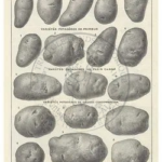 103-pomme-de-terre-larousse-1922-2
