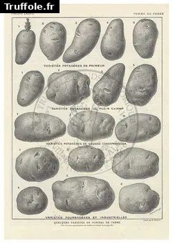 Planche Larousse 1922