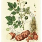 La pomme de terre, estampe de 1774