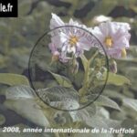 21-emilia-negra-truffole