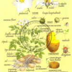 34-planche-pomme-de-terre