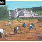 35-recolte-truffoles