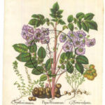 43-papas-peruanorum