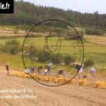 45-recolte-triffoles