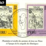 50-recolte-papas-perou