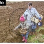52-plantation-des-truffoles_0