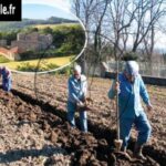 60-plantation-truffole-famille-besset