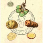 69-solanum-tuberosum
