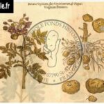71-papas-peruanorum