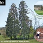 94-sequoias-geants-saint-alban-d-ay