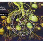 truffole_filigrane_centre