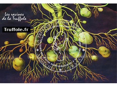 Les racines de la Truffole